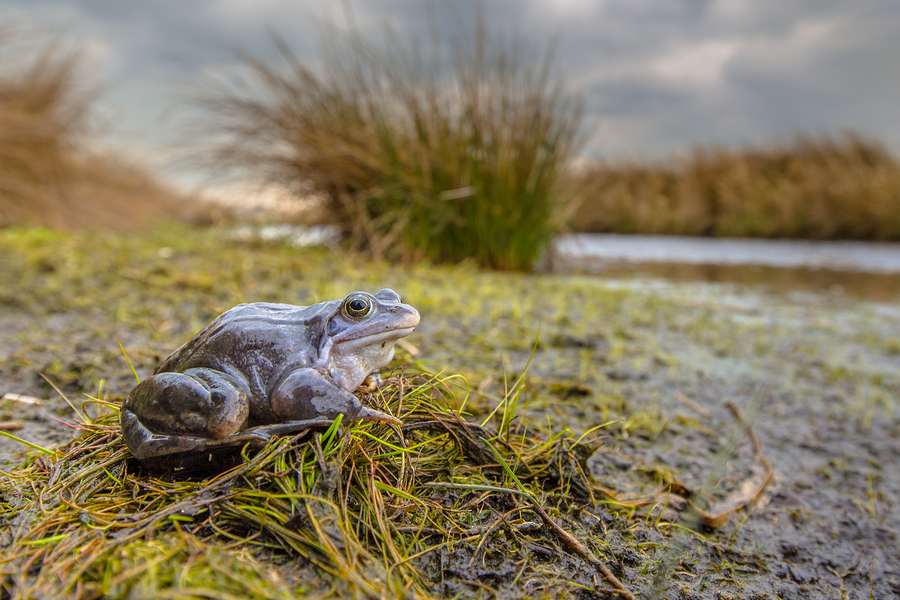 Blue Moor frog (Rana arvalis) in breeding habitat.